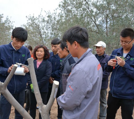 公司從產(chǎn)業(yè)鏈起始端著手，引進(jìn)良種優(yōu)苗，繁育基地苗圃，優(yōu)化樹(shù)種，以?xún)?yōu)質(zhì)的橄欖樹(shù)苗為生產(chǎn)特級(jí)初榨橄欖油提供基礎(chǔ)保障。在以自建萬(wàn)畝國(guó)家標(biāo)準(zhǔn)化油橄欖..